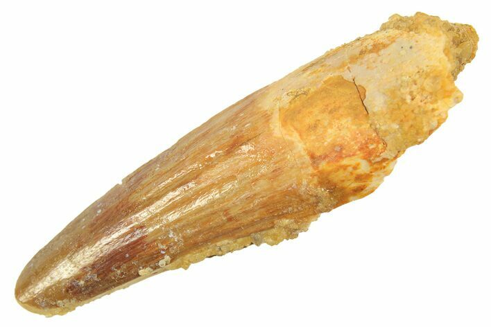 Fossil Spinosaurus Tooth - Real Dinosaur Tooth #298406